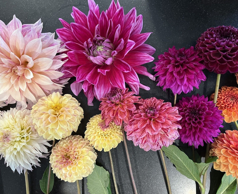 Garden Gems: Back-to-School Dahlia Pyrotechnics - The Belmont Voice
